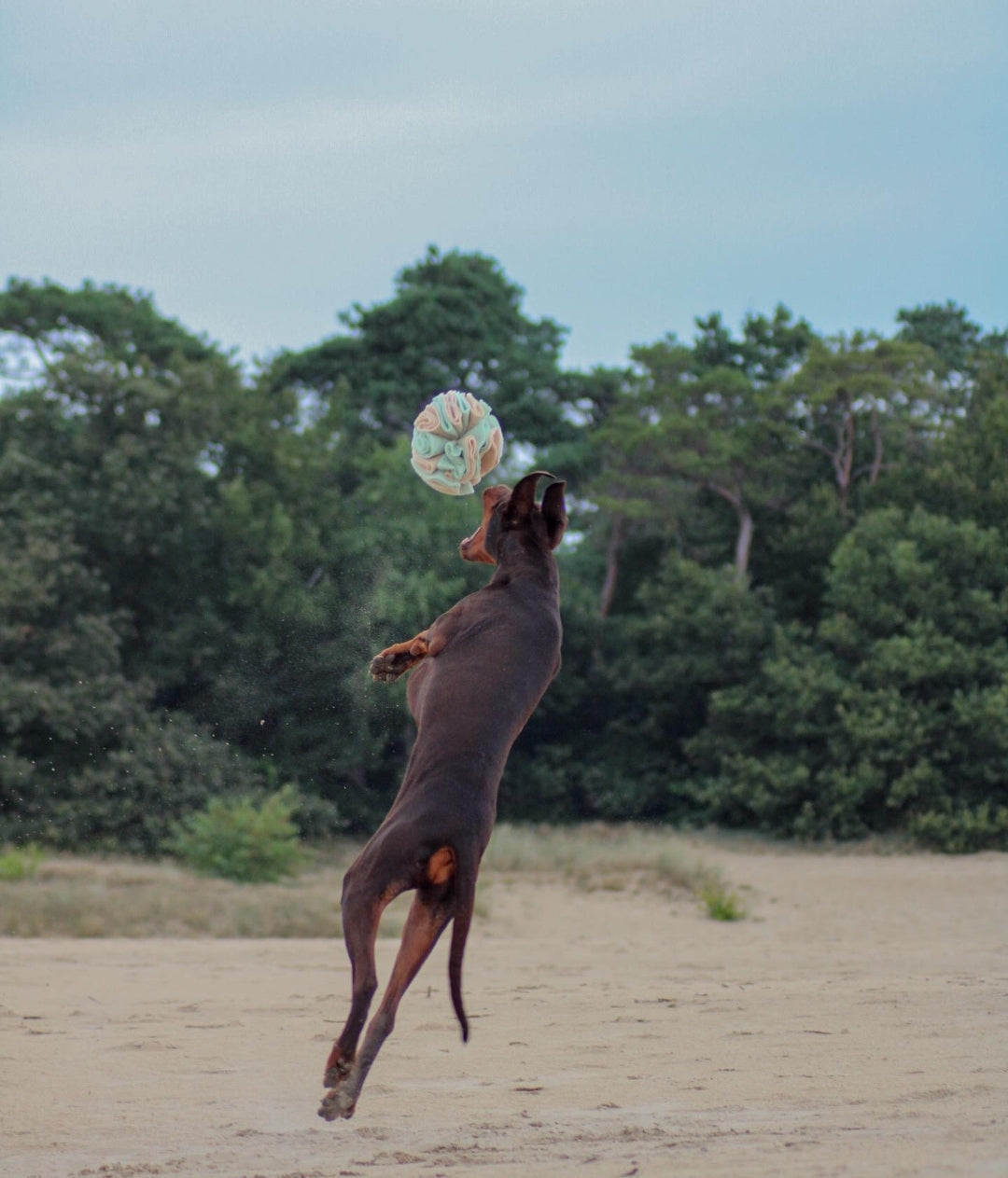 Dogs Feel Love – and Stress – Just Like Us