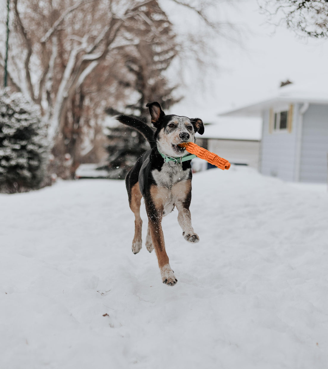 BambooStick