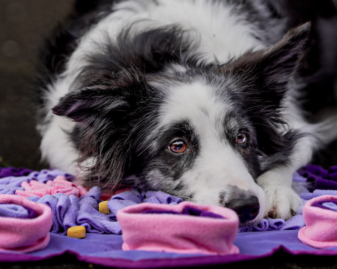 Lavender Dreams Snuffle Mat