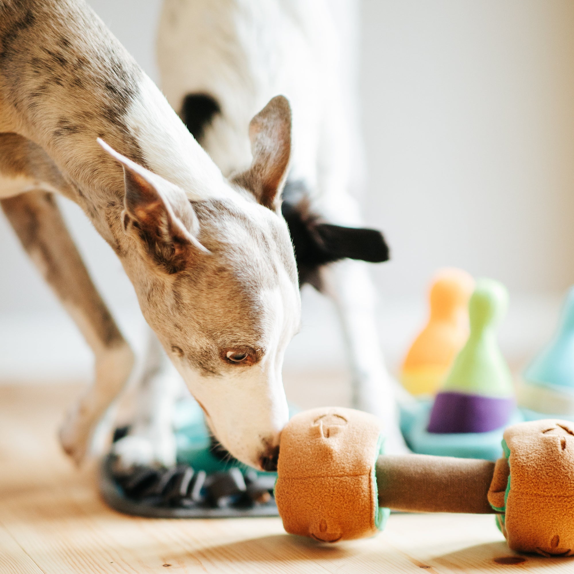 Pawlympics Training Mat