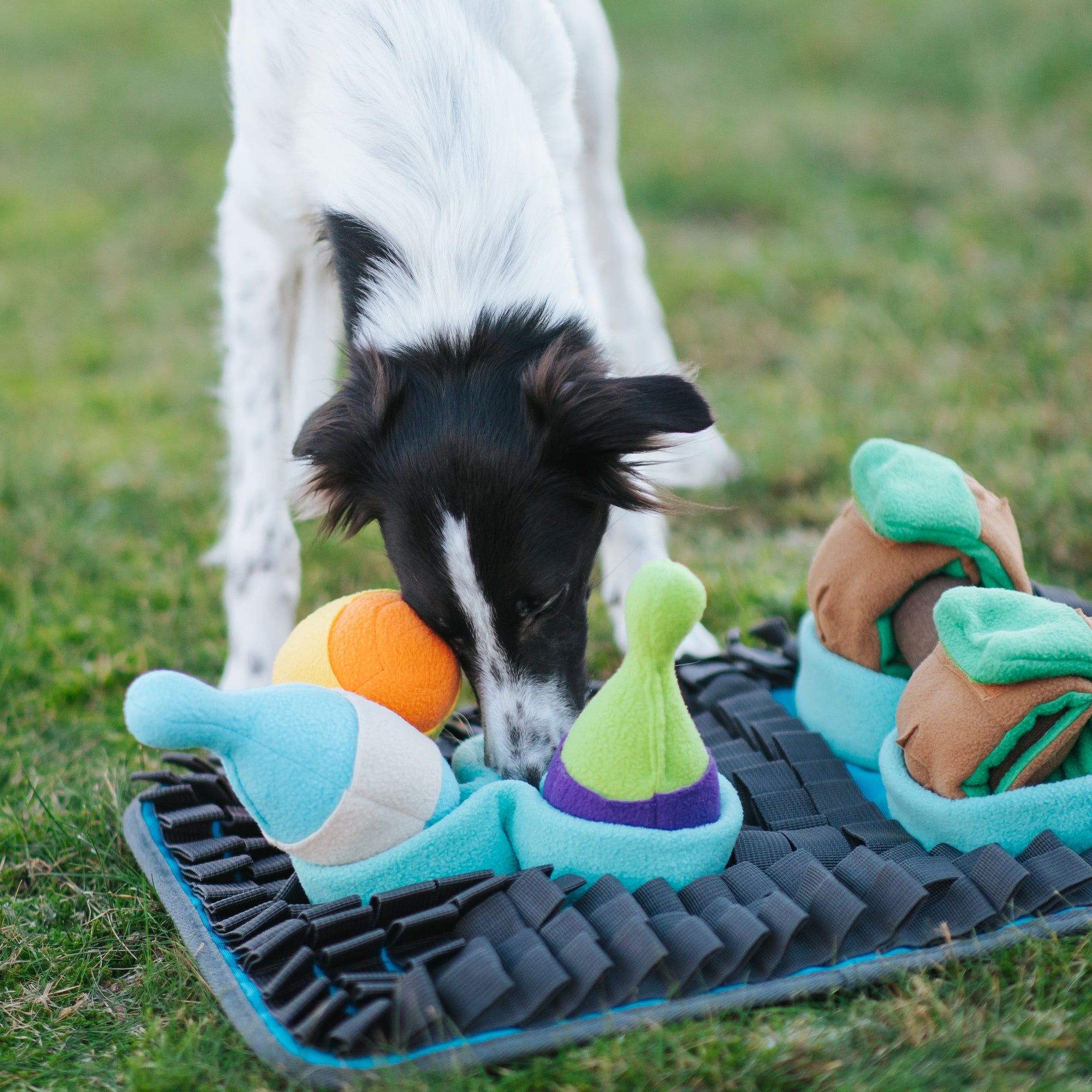 Pawlympics Training Mat