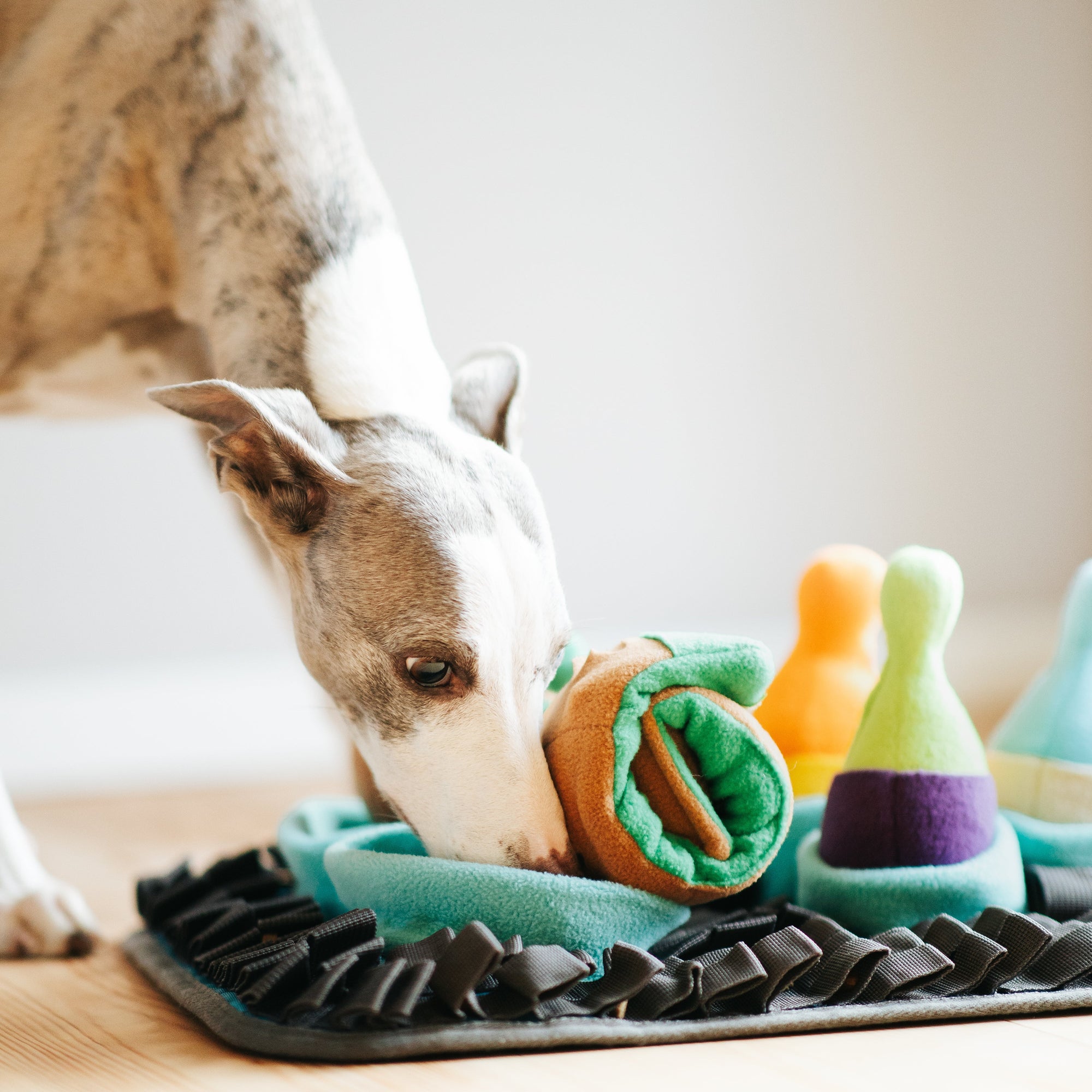 Pawlympics Training Mat